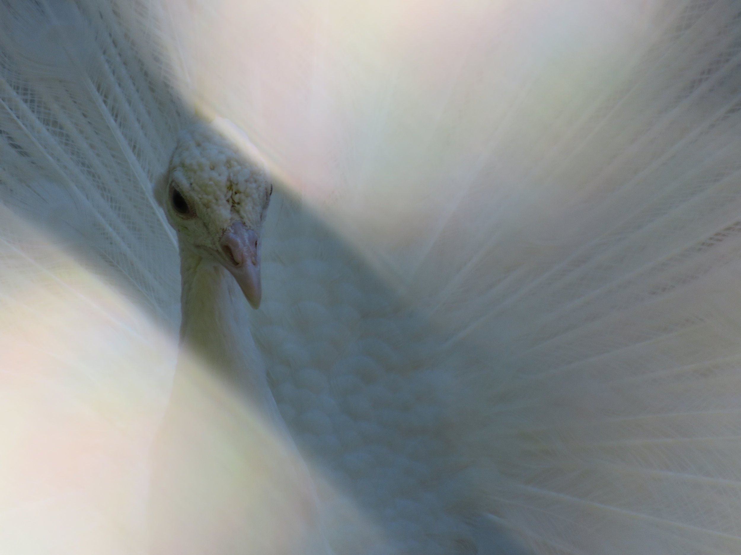 White peacocks (a non-albino mutation) at the central aviary